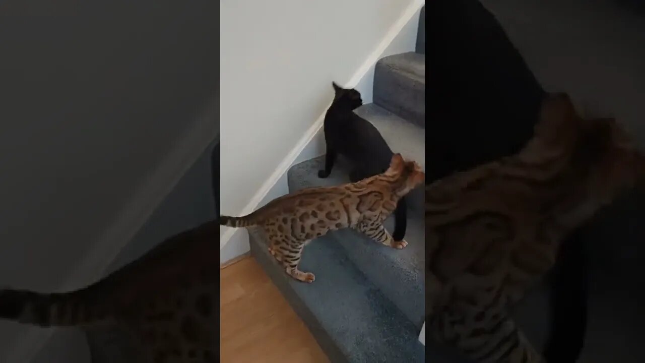 Indoor playtime shenanigans with a bengal cat 🐆😅