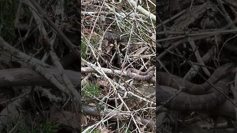 7 snakes in one bush!!!! #herping #snakes #shorts