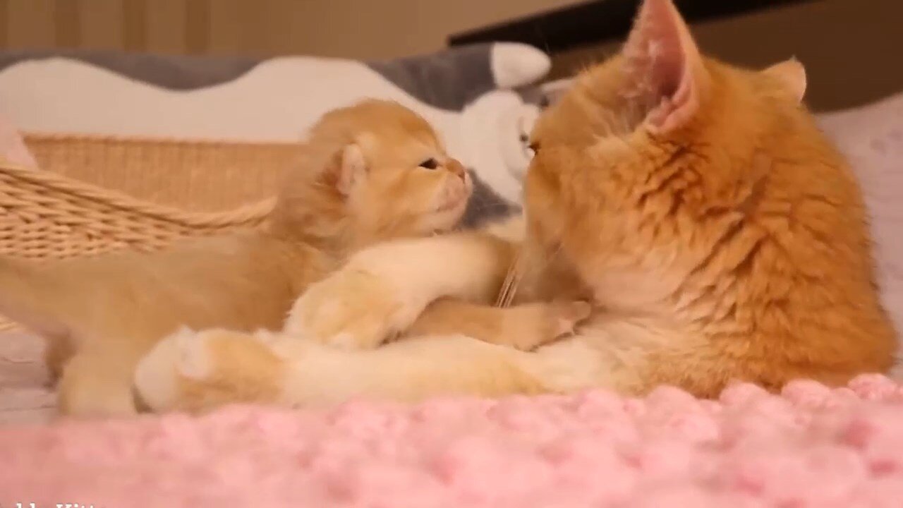 If you want to love do as a cat does with its baby