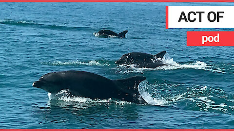 Sailor greeted by pod of twenty dolphins - who kept playing with her yacht