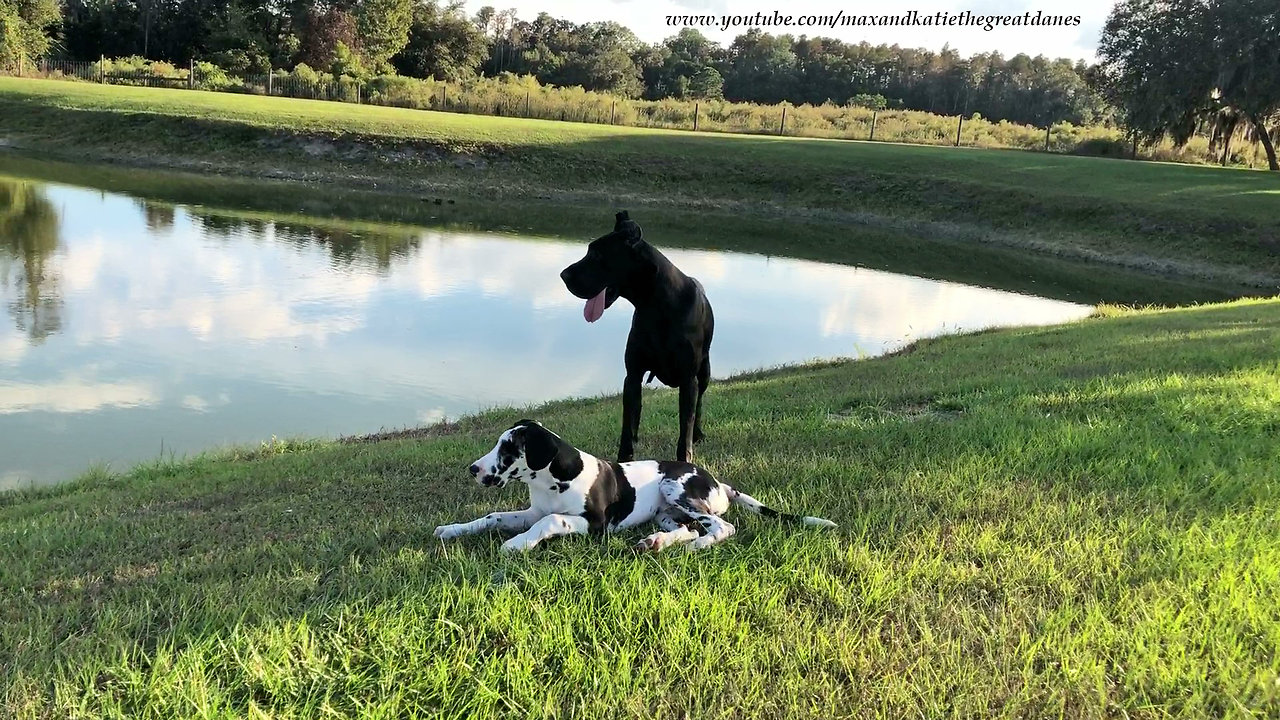 Peaceful Great Danes Love to Relax in the Shade Together