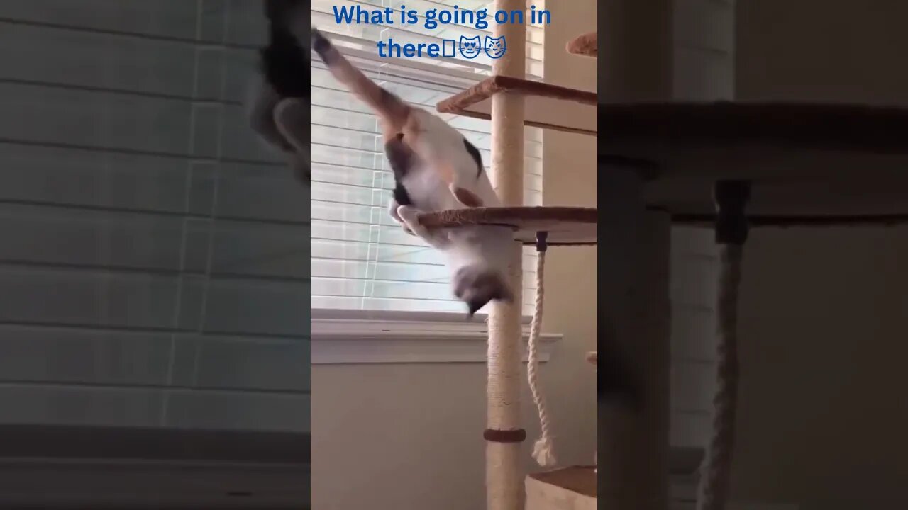 Funny animal videos Funny cats dogs Funny animals #youtube #youtubeshorts #ytshorts9
