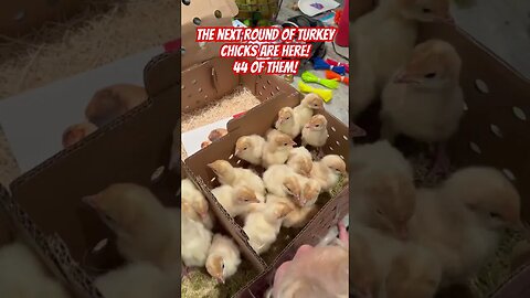 2nd shipment of turkey chicks made it! We now have 87 total! Check us out at Freedompoultry.com!