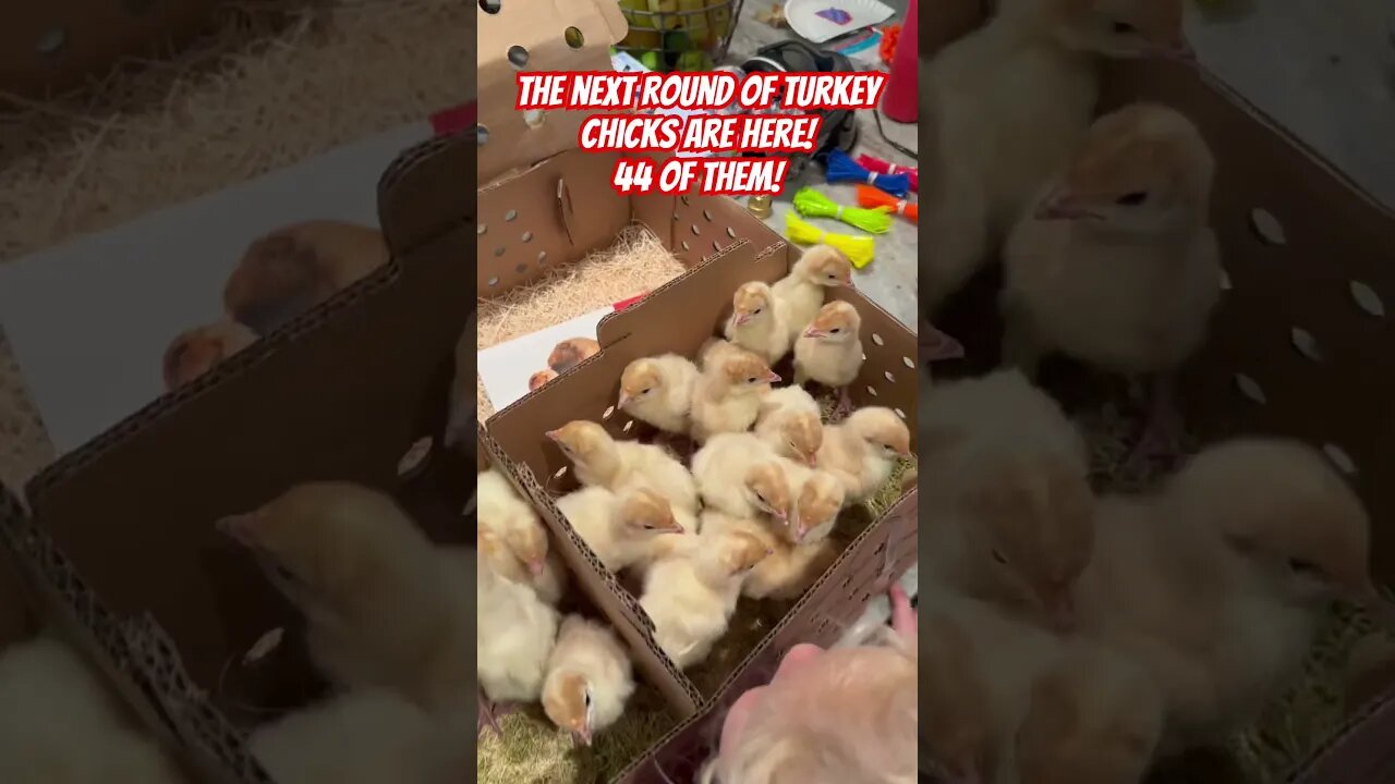 2nd shipment of turkey chicks made it! We now have 87 total! Check us out at Freedompoultry.com!