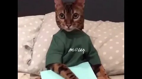 animal funnyness video #animals #animalfunny #cat #funny #cats #catslover