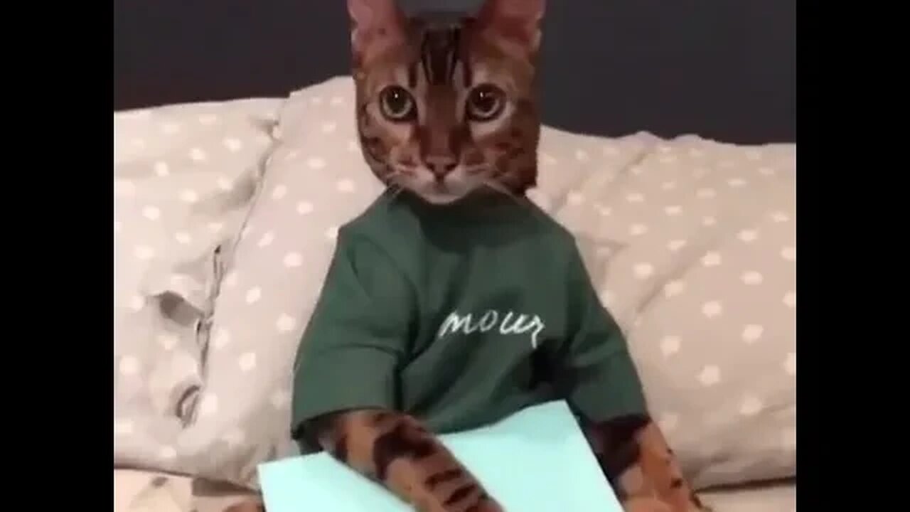 animal funnyness video #animals #animalfunny #cat #funny #cats #catslover