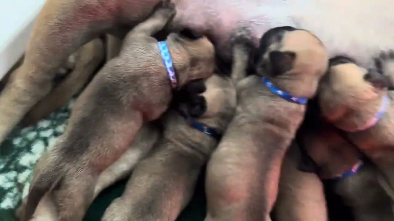 Lonelycreek Bullmastiffs champion Rose litter first video of the day