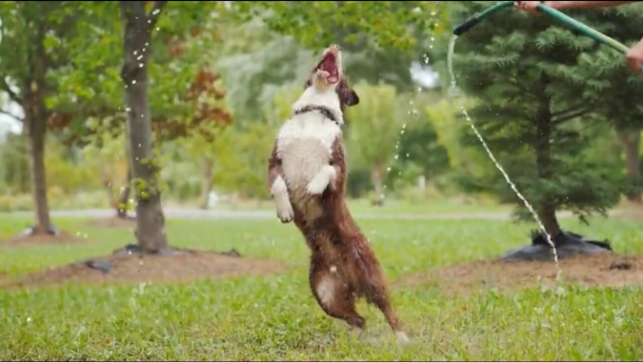 Funny dog playing with garden hose