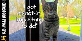 Cat wonders how many humans it takes to open a window