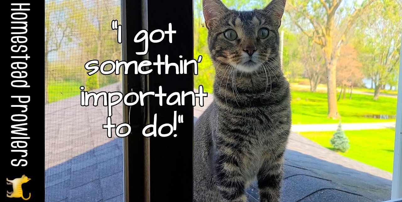Cat wonders how many humans it takes to open a window