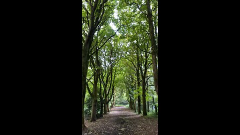 Forest in Ireland 🌹
