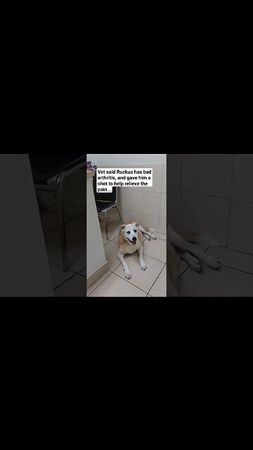 Ruckus Vet Visit Update