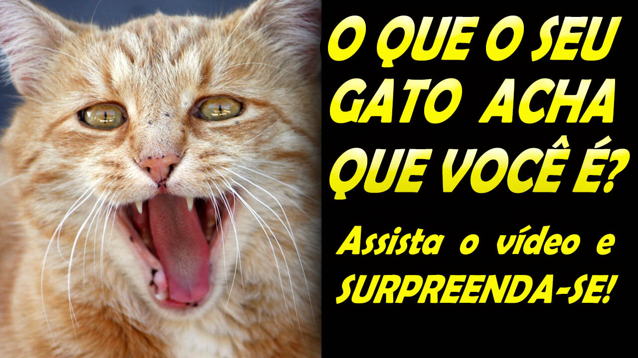 Os Gatos acham que são nossos donos?