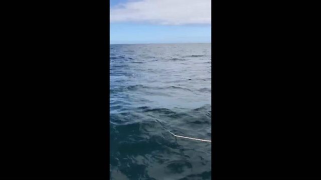 Orca Attacks Boat In Sitka Alaska Censored