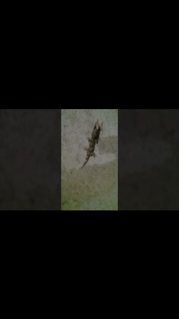 largatixa pegando barata #shorts