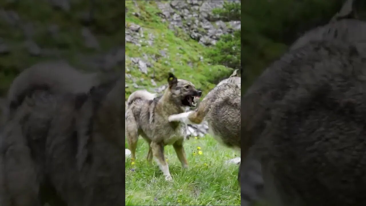 Czechoslovakian Wolfdogs #shorts #short