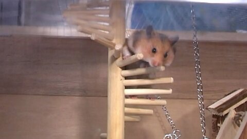 The Hamster Compound #5 Stuck