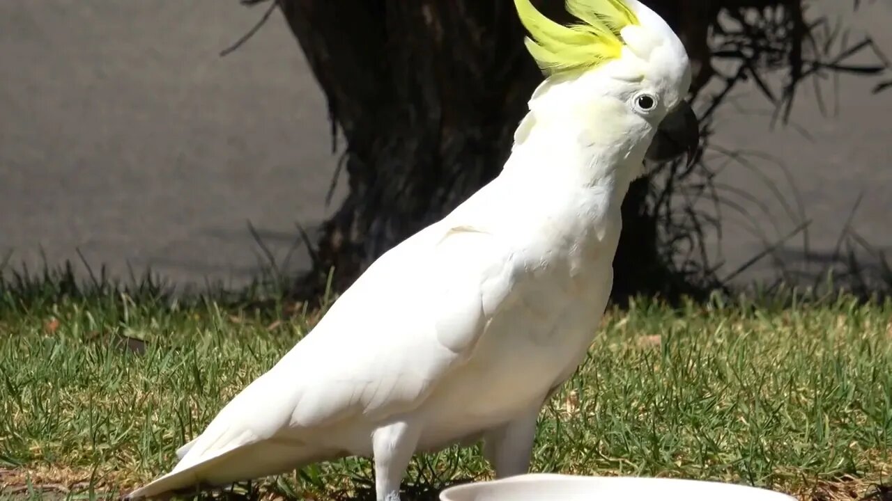 10 Most Beautiful Cockatoo Species on Planet Earth