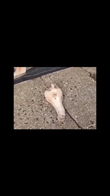 Atasco Miau Miau 😺😸