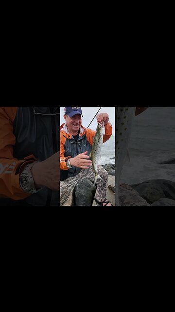 Spanish Mackeral all over Jetty at low tideeeee!!!