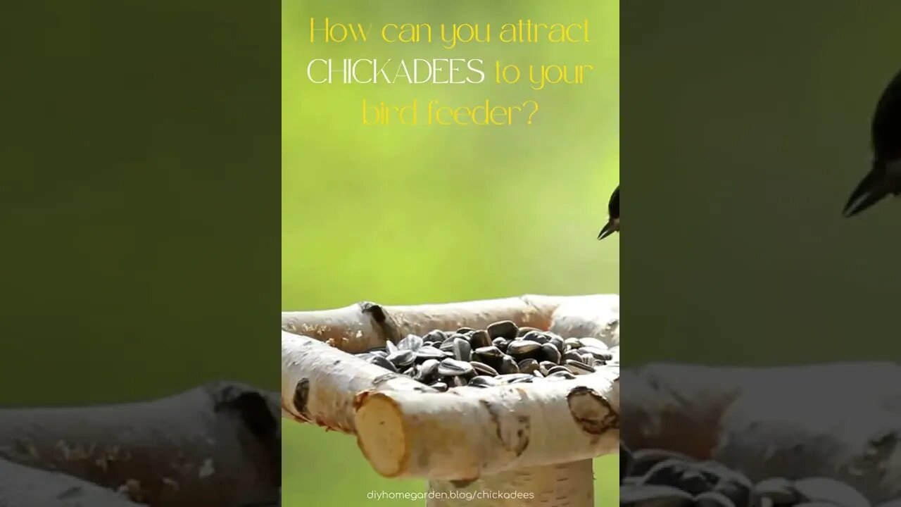 Chickadee at the feeder - CUTENESS OVERLOAD!