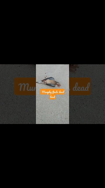 Sweet, Beautiful but Dead Bird Found by Dog I Was Walking Today