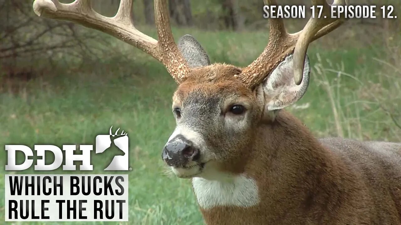 The Bucks That Rule the Rut | Deer & Deer Hunting TV