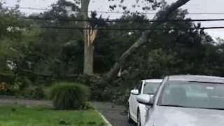 Tempestade derruba árvore em cima dos cabos elétricos