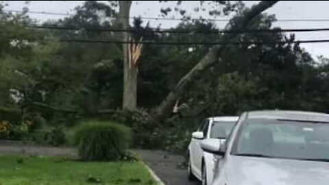 Tempestade derruba árvore em cima dos cabos elétricos