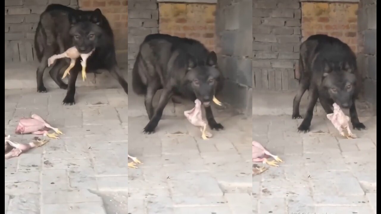 GIANT GRAY WOLF EATING CHICKENS