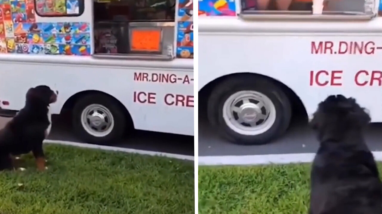 Cute puppy waiting for his favorite ice cream