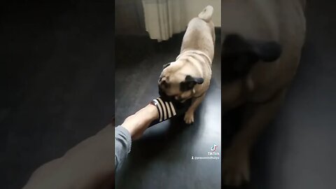 #bestfriend #dog #pug