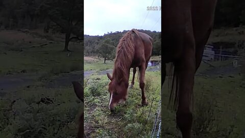 Gorgeous Chestnut brumby
