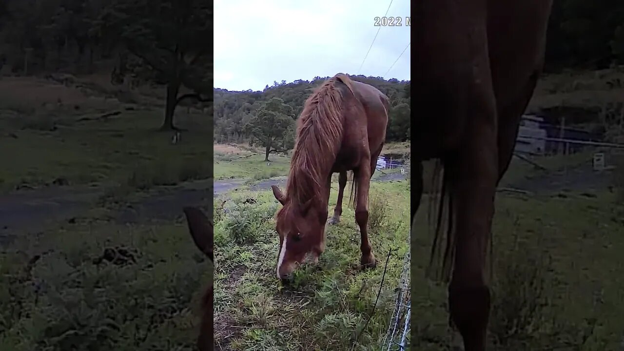 Gorgeous Chestnut brumby