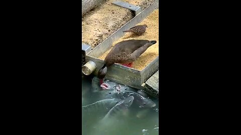 হাঁস মাছের ভালোবাসা