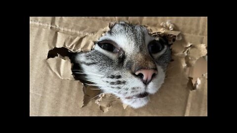 Funny cats and dogs
