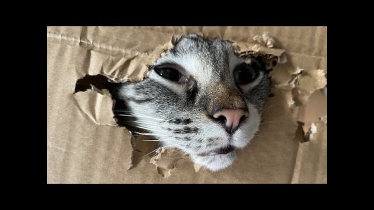 Funny cats and dogs
