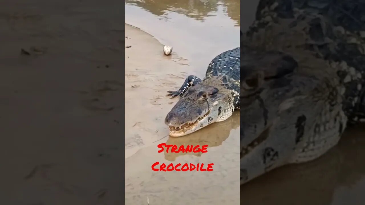 #short #Crocodile