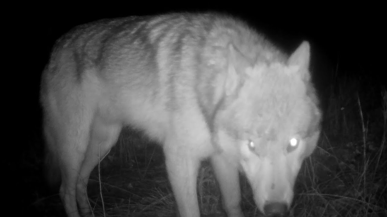 A Large Yukon Mutant Wolf