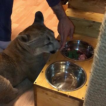 Patient cougar youngster learns some self-control