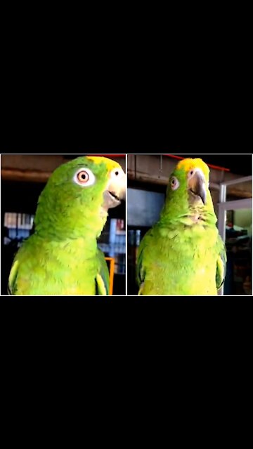 I Love You-says Amazon parrot