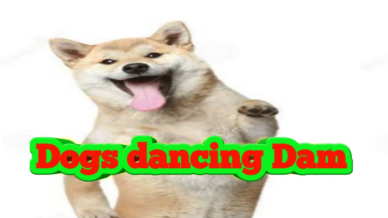 Dogs dancing Dam