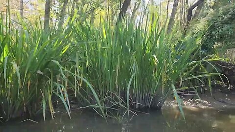 Louisiana | Honey Island Swamp