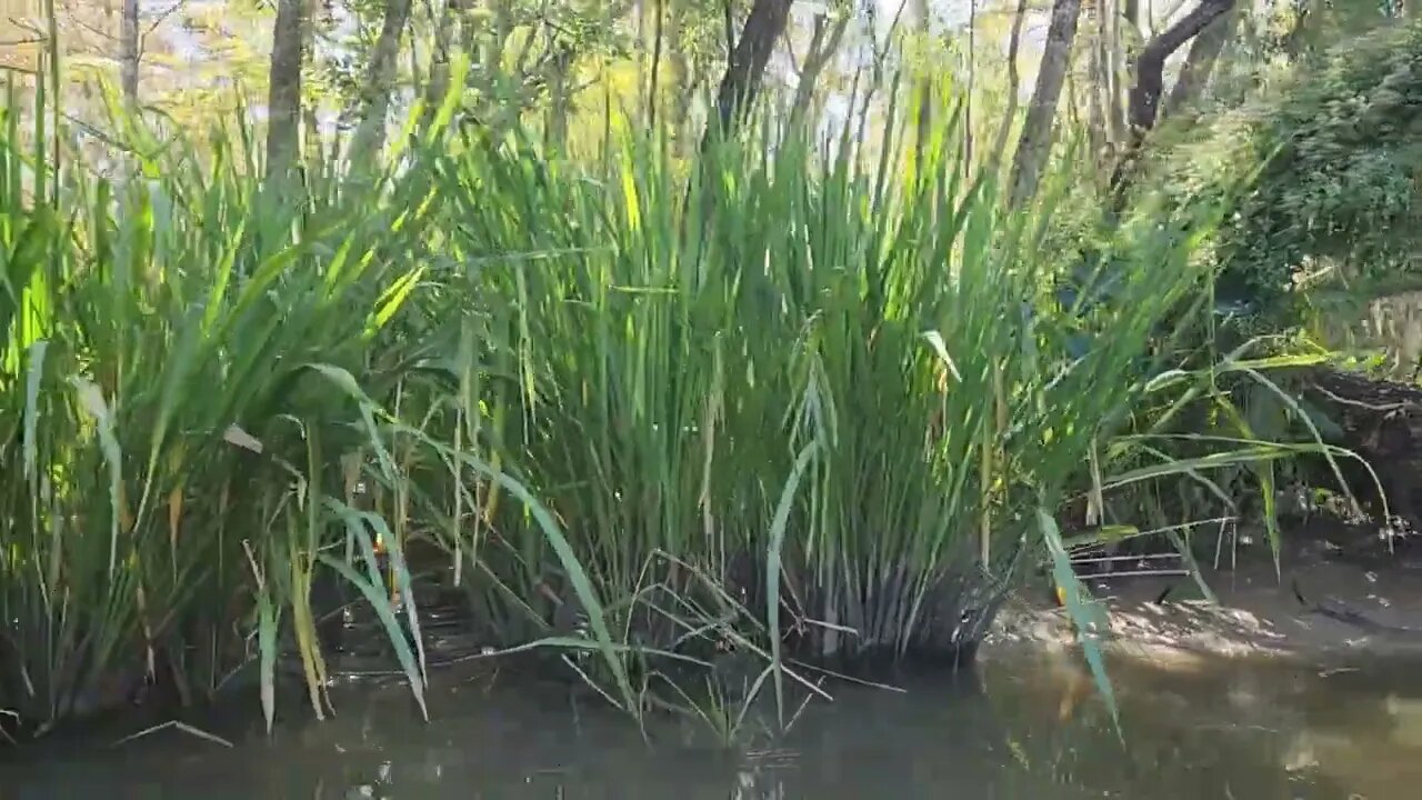 Louisiana | Honey Island Swamp