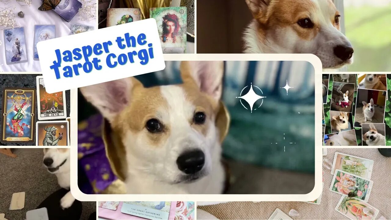 Jasper the Tarot Corgi with Today's message