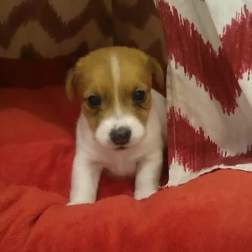 Jack Russell Puppy Has Adorable Bedtime Routine