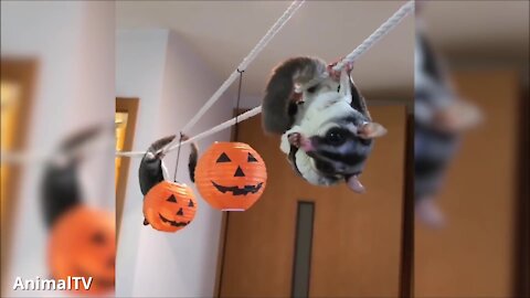 SUGAR GLIDERS Flying Funny & Cute Compilation