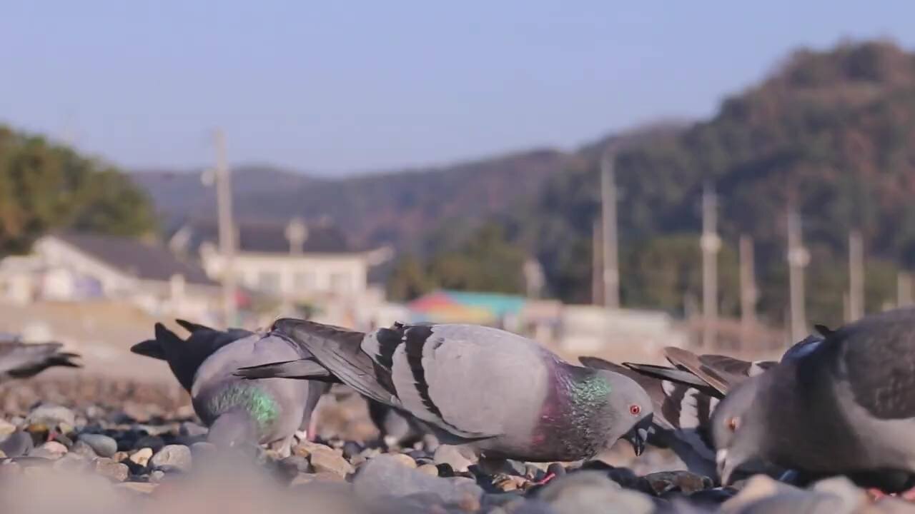 Beautiful Pigeon Birds video