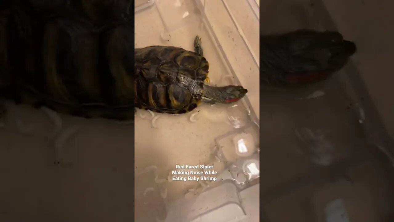 Red Eared Slider Making Noise While Eating Baby Shrimp