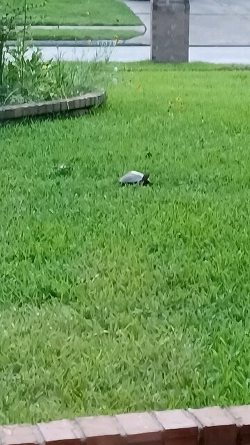 a visitor in the front yard